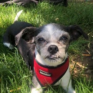 Meet your Posher, Diana